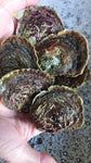 Native Oysters